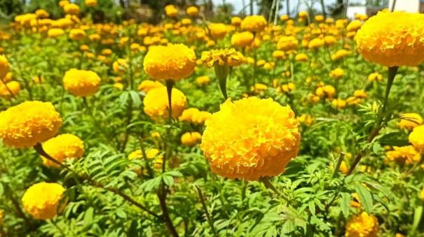 flower-farming-is-busy-on-theni-district-for-navratri-worship