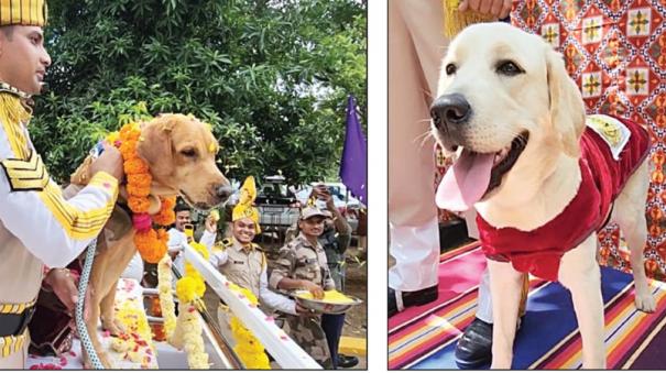 sniffer-dog-caesar-retired-from-chennai-airport-security