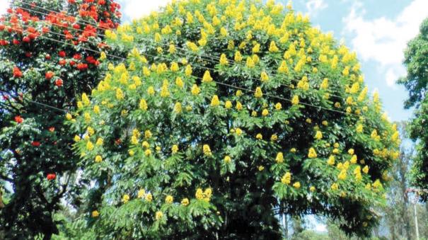 yellow-flowers-of-the-wondrous-golden-tree-in-coonoor