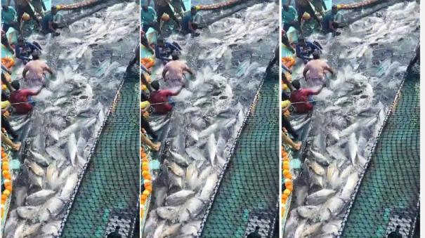 150-tonnes-of-fish-caught-in-cuddalore