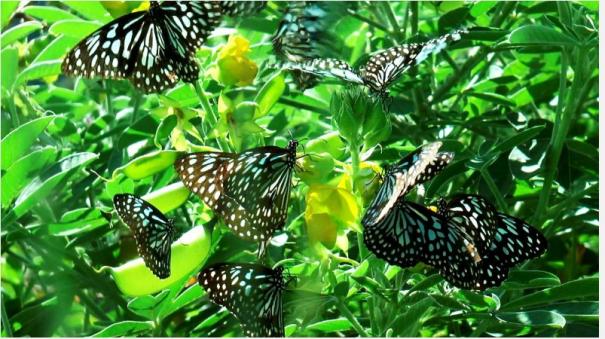 butterflies-flock-to-coonoor-vampire-park