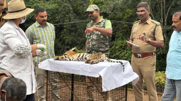 tiger-cub-killed-on-kotagiri-collision-with-vehicle-forest-department-investigation