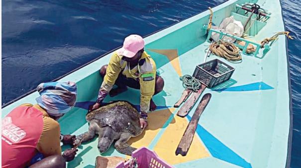 fishermen-rescued-the-turtle-caught-in-the-net