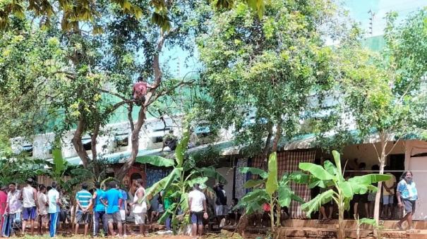 sri-lankan-tamils-protest-by-climbing-trees-at-trichy-prison