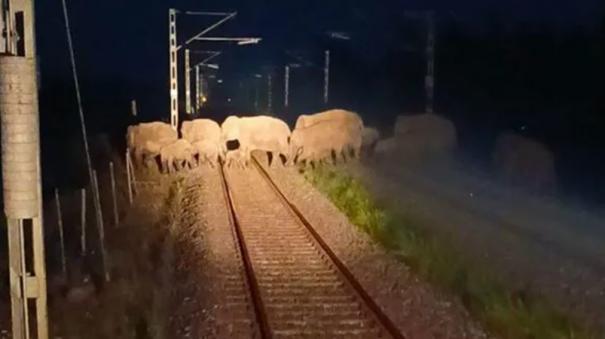 ai-safety-system-stops-train-as-elephants-cross-tracks-in-assam