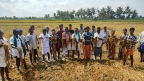 farmers-protest-on-thirumangalakottai-with-crops-affected-by-rain