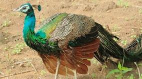 5-peacocks-found-mysteriously-dead-on-forest-area-near-kovilpatti