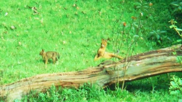 rumors-of-leopard-roaming-on-coonoor-forest-department-explains-it-as-wild-cats