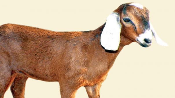 goats-are-theft-for-diwali