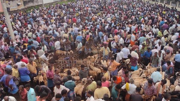 rain-damage-sales-fall-to-rs-4-crore-on-tirumangalam-goat-market