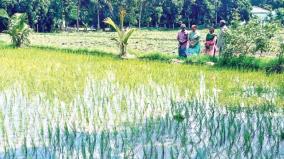 ராணிப்பேட்டை | மழை வெள்ள பாதிப்பின்போது நெற்பயிர்களை பாதுகாக்க விவசாயிகளுக்கு ஆலோசனை