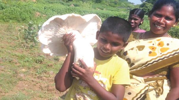 large-size-mushroom-weighing-2-kg-in-vedasandur