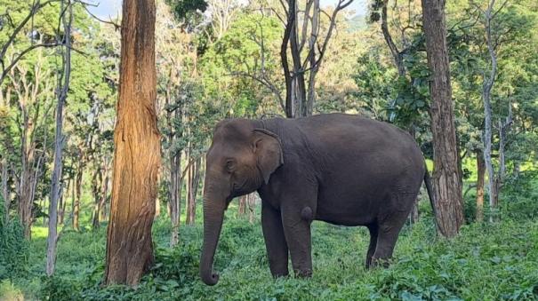 7-elephants-found-dead-in-bandhavgarh-tiger-reserve-in-madhya-pradesh