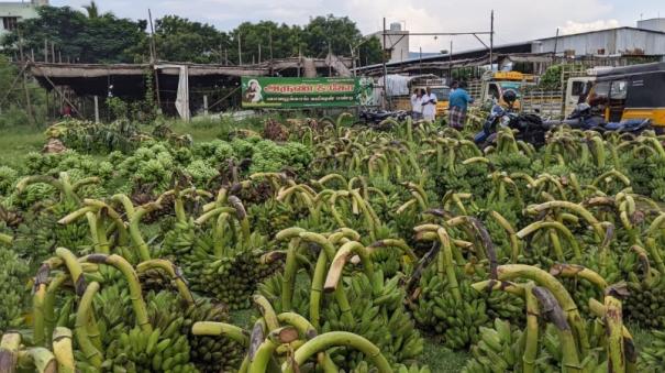 increase-on-supply-of-bananas-on-batlagundu-market-profitable-prices-for-farmers-due-to-increase-on-demand