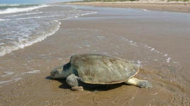 government-action-to-protect-turtles-in-coastal-areas-of-tamil-nadu