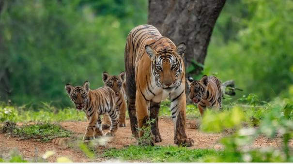 a-third-of-ranthambore-75-tigers-missing