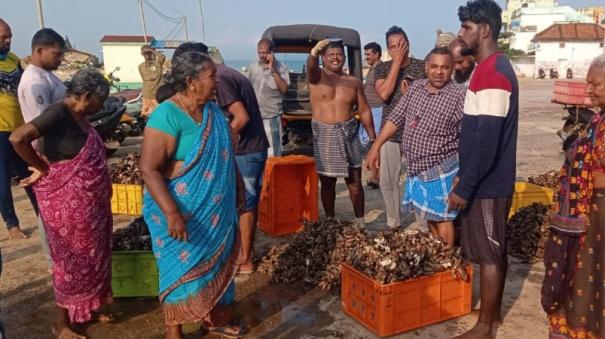 oyster-fish-season-opens-on-kanyakumari-fishermen-disappointed-due-to-insufficient-prices