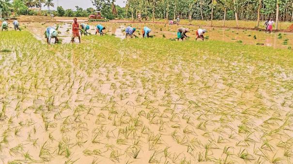 about-farmers-reluctant-to-take-out-crop-insurance