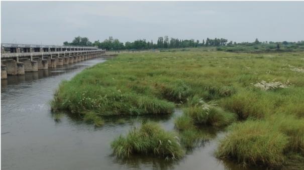 parthibanur-sluice-dam-is-found-in-vaigai-river-thick-with-reeds-and-without-maintenance