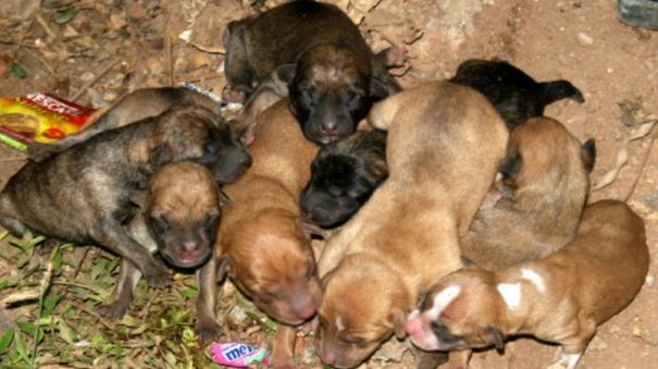 annoyed-by-noise-two-women-burn-five-puppies-alive-in-up-meerut-case-lodged