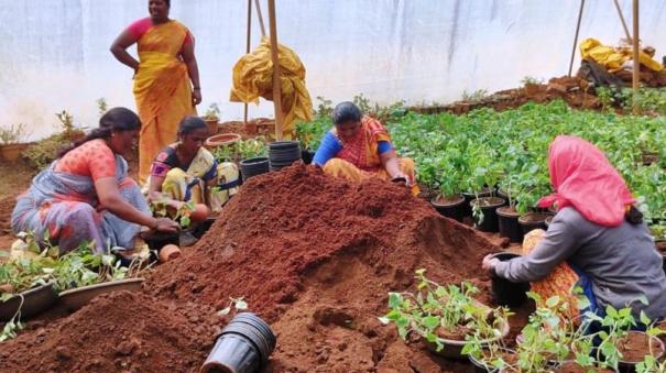 flower-seedlings-being-prepared-on-coonoor-for-the-chennai-flower-fair