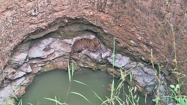 leopard-fell-into-a-well-in-dharmapuri