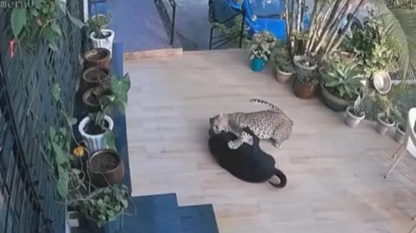 leopard-enters-rajasthan-house-attacks-pet-dog