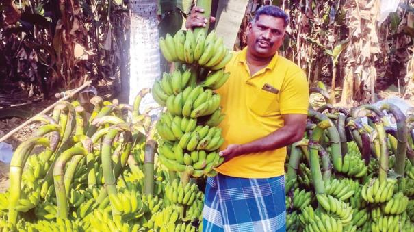 poovan-banana-prices-fall-in-thanjavur