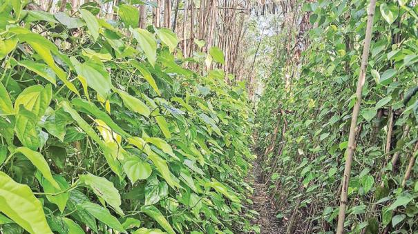 diminishing-betel-farming-in-thirupuvanam