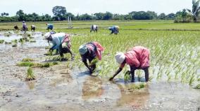 தமிழக அரசின் கோரிக்கையை ஏற்று பயிர் காப்பீடு செய்யும் அவகாசம்: நவ.30-ம் தேதி வரை நீட்டிப்பு