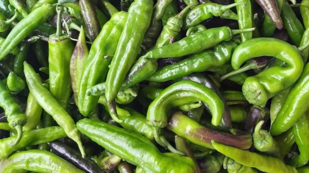 green-chillies-price-falling-down-in-udumalai