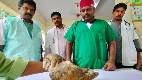 madurai-govt-veterinarians-achieve-first-time-fracture-surgery-on-owl-with-broken-wing