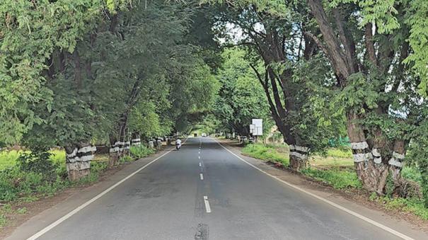 decision-to-remove-1400-trees-for-mettupalayam-to-avinasi-four-lane-work