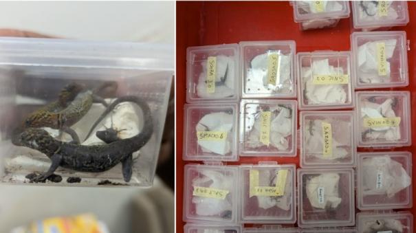 55-lizards-smuggled-from-malaysia-caught-at-trichy-airport