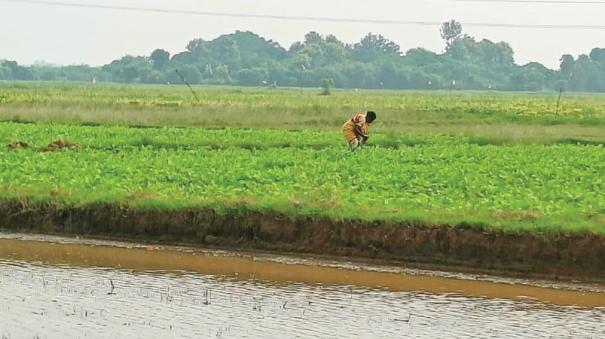 about-farmers-not-interested-in-crop-insurance-was-explained