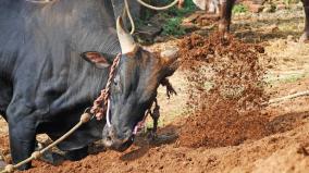 பொங்கல் பண்டிகையை முன்னிட்டு களைகட்டும் ஜல்லிக்கட்டு கிராமங்கள்!