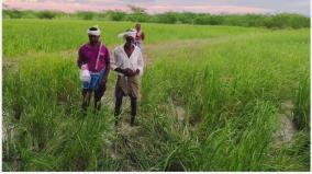 காட்டுப் பன்றிகள், மான்களால் விளைபயிர்கள் சேதம் - ராமநாதபுரம் விவசாயிகள் கவலை