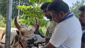 மதுரையில் ஜல்லிக்கட்டு காளைகளுக்கு உடல் தகுதி பரிசோதனை தொடக்கம்