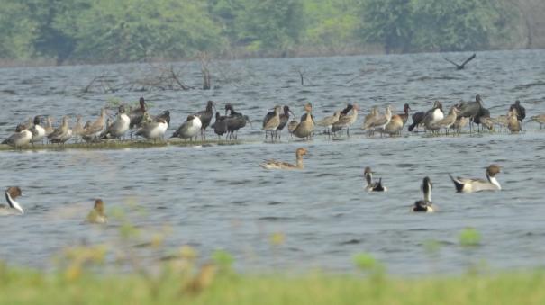 71-bird-species-discovered-in-irrigation-ponds-in-tn-districts