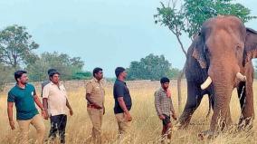 கோவையில் ஒற்றை யானையை விரட்ட கும்கி யானை ‘சின்னத்தம்பி’ வரவழைப்பு!