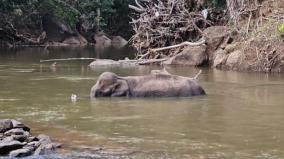 கோவை அதிர்ச்சி: மானாம்பள்ளி வனப்பகுதியில் காயமடைந்த பெண் யானை உயிரிழப்பு